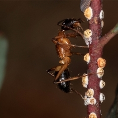 Camponotus consobrinus at Gungahlin, ACT - 12 Dec 2024