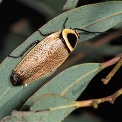 Ellipsidion australe (Austral Ellipsidion cockroach) at Ngunnawal, ACT - 12 Dec 2024 by AlisonMilton