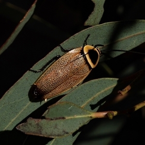 Ellipsidion australe at Ngunnawal, ACT - 12 Dec 2024 07:43 AM