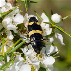 Castiarina bifasciata (Jewel beetle) at Uriarra Village, ACT - 13 Dec 2024 by DPRees125