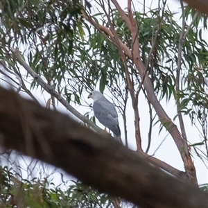 Tachyspiza novaehollandiae (Grey Goshawk) at Penrose, NSW by Aussiegall