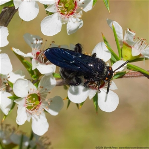 Scoliidae sp. (family) (Unidentified Hairy Flower Wasp) at Uriarra Village, ACT by DPRees125