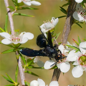 Scoliidae (family) at Uriarra Village, ACT - 13 Dec 2024 11:55 AM