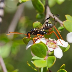 Aulacidae (family) (Aulacid parasitic wasps) at Uriarra Village, ACT - 10 Dec 2024 by DPRees125