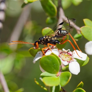 Aulacidae (family) at Uriarra Village, ACT - 10 Dec 2024