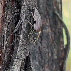 Homotrysis cisteloides (Darkling beetle) at Bungendore, NSW - 14 Dec 2024 by clarehoneydove