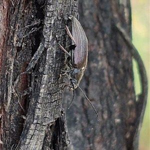 Homotrysis cisteloides (Darkling beetle) at Bungendore, NSW by clarehoneydove