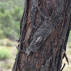 Homotrysis cisteloides at Bungendore, NSW - 14 Dec 2024