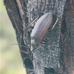 Homotrysis cisteloides at Bungendore, NSW - 14 Dec 2024