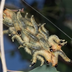 Pseudoperga sp. (genus) at Gungahlin, ACT - 11 Dec 2024 by AlisonMilton