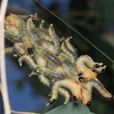 Pseudoperga sp. (genus) at Gungahlin, ACT - 11 Dec 2024 by AlisonMilton