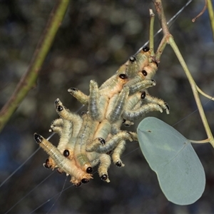 Pseudoperga sp. (genus) at Gungahlin, ACT - 12 Dec 2024