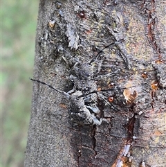 Ancita australis (Longicorn or longhorn beetle) at Bungendore, NSW - 14 Dec 2024 by clarehoneydove