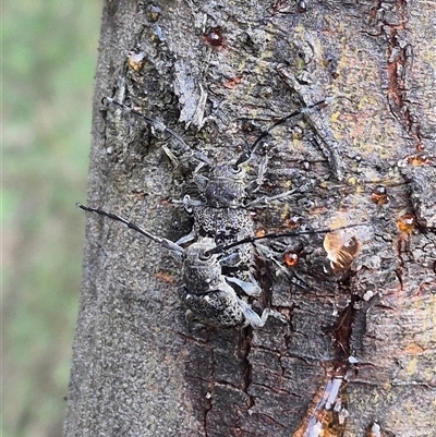 Ancita australis (Longicorn or longhorn beetle) at Bungendore, NSW - 14 Dec 2024 by clarehoneydove