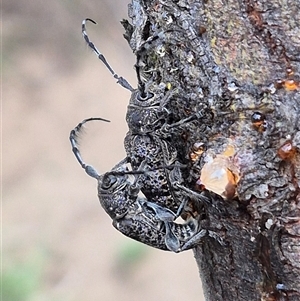 Ancita australis at Bungendore, NSW - 14 Dec 2024