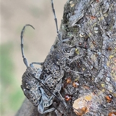 Ancita australis at Bungendore, NSW - 14 Dec 2024