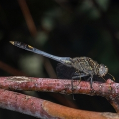 Orthetrum caledonicum (Blue Skimmer) at Gungahlin, ACT - 12 Dec 2024 by AlisonMilton