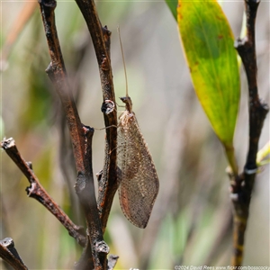 Osmylidae sp. (family) at Uriarra Village, ACT by DPRees125