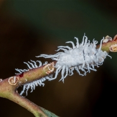 Cryptolaemus montrouzieri (Mealybug ladybird) at Ngunnawal, ACT - 11 Dec 2024 by AlisonMilton