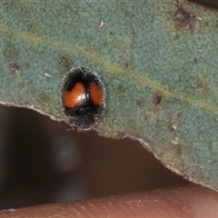 Diomus notescens (Little two-spotted ladybird) at Gungahlin, ACT - 11 Dec 2024 by AlisonMilton