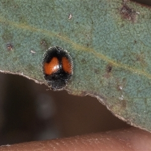 Diomus notescens (Little two-spotted ladybird) at Gungahlin, ACT by AlisonMilton