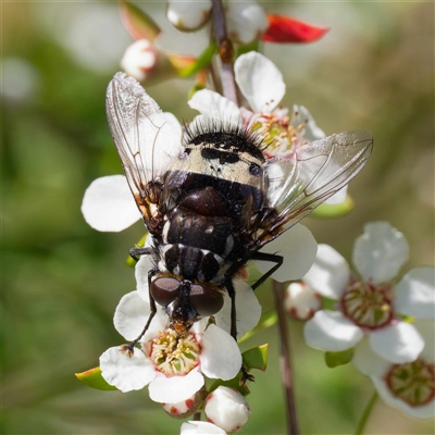 Amphibolia (Amphibolia) sp. (genus & subgenus) (A Bristle fly) at Uriarra Village, ACT - 10 Dec 2024 by DPRees125