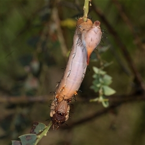 Neola semiaurata (Wattle Notodontid Moth) at Gungahlin, ACT by AlisonMilton