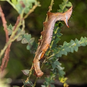 Neola semiaurata at Gungahlin, ACT - 12 Dec 2024