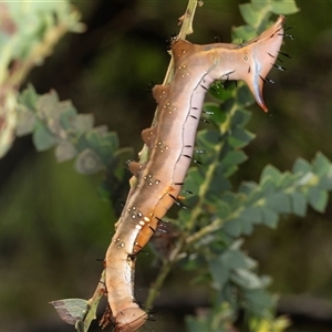 Neola semiaurata at Gungahlin, ACT - 12 Dec 2024