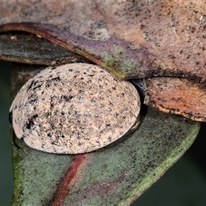 Trachymela sp. (genus) (Brown button beetle) at Ngunnawal, ACT by AlisonMilton