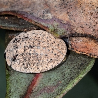 Trachymela sp. (genus) (Brown button beetle) at Ngunnawal, ACT - 12 Dec 2024 by AlisonMilton