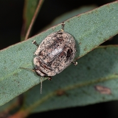 Trachymela sp. (genus) at Ngunnawal, ACT - 12 Dec 2024