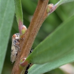 Unidentified Insect at Hackett, ACT - 14 Dec 2024 by WalterEgo