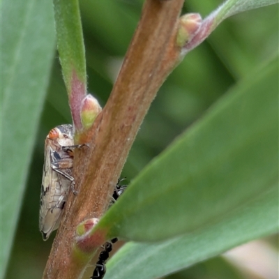 Eurymelinae (subfamily) (Unidentified eurymeline leafhopper) at Hackett, ACT - 14 Dec 2024 by WalterEgo