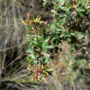 Grevillea ramosissima subsp. ramosissima at Acton, ACT - 7 Dec 2024 03:49 PM