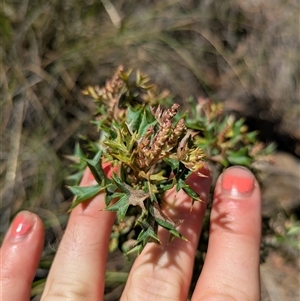 Grevillea ramosissima subsp. ramosissima at Acton, ACT - 7 Dec 2024 03:49 PM