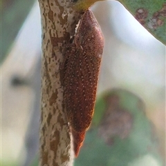 Rhotidus teliformis (Leafhopper) at Bungendore, NSW - 14 Dec 2024 by clarehoneydove