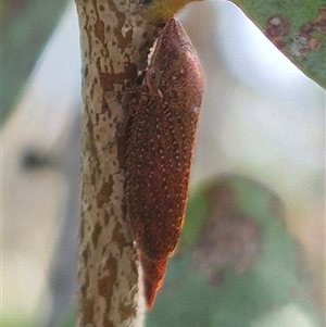 Rhotidoides punctivena at Bungendore, NSW - suppressed