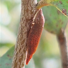 Rhotidoides punctivena at Bungendore, NSW - suppressed