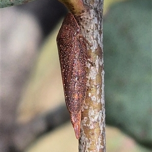 Rhotidoides punctivena at Bungendore, NSW - suppressed