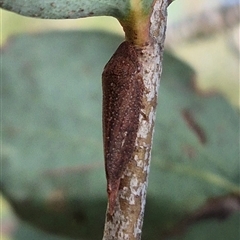 Rhotidoides punctivena at Bungendore, NSW - suppressed