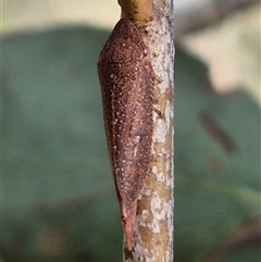 Rhotidoides punctivena at Bungendore, NSW - suppressed