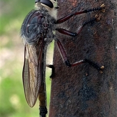 Neoaratus hercules (Herculean Robber Fly) at Burrinjuck, NSW - 14 Dec 2024 by sduus