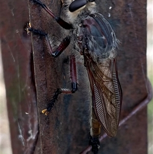 Neoaratus hercules at Burrinjuck, NSW - 14 Dec 2024 04:35 PM