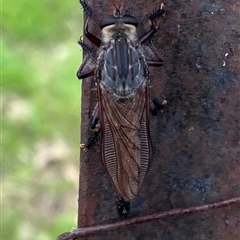 Neoaratus hercules at Burrinjuck, NSW - 14 Dec 2024 04:35 PM