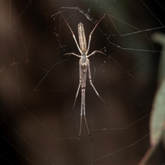 Tetragnatha sp. (genus) (Long-jawed spider) at Ngunnawal, ACT - 12 Dec 2024 by AlisonMilton