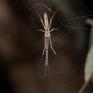 Tetragnatha sp. (genus) at Ngunnawal, ACT - 12 Dec 2024