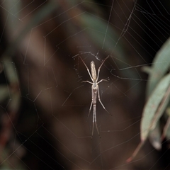 Tetragnatha sp. (genus) at Ngunnawal, ACT - 12 Dec 2024