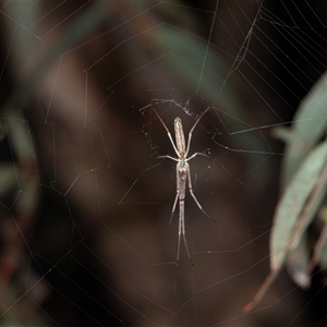 Tetragnatha sp. (genus) at Ngunnawal, ACT - 12 Dec 2024 07:43 AM