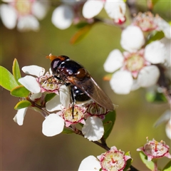 Cyphipelta rufocyanea (A hover fly) at Uriarra Village, ACT - 10 Dec 2024 by DPRees125